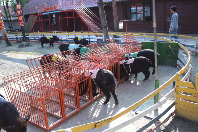 跟著 Mikey 一家去旅行 - 【 學甲 】頑皮世界野生動物園