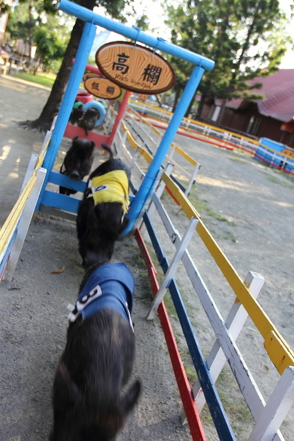 跟著 Mikey 一家去旅行 - 【 學甲 】頑皮世界野生動物園