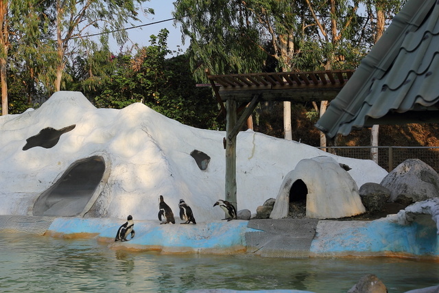 跟著 Mikey 一家去旅行 - 【 學甲 】頑皮世界野生動物園