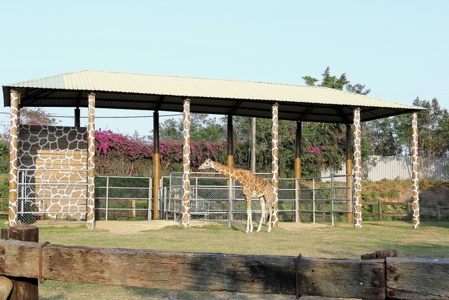 跟著 Mikey 一家去旅行 - 【 學甲 】頑皮世界野生動物園