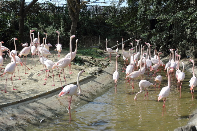 跟著 Mikey 一家去旅行 - 【 學甲 】頑皮世界野生動物園