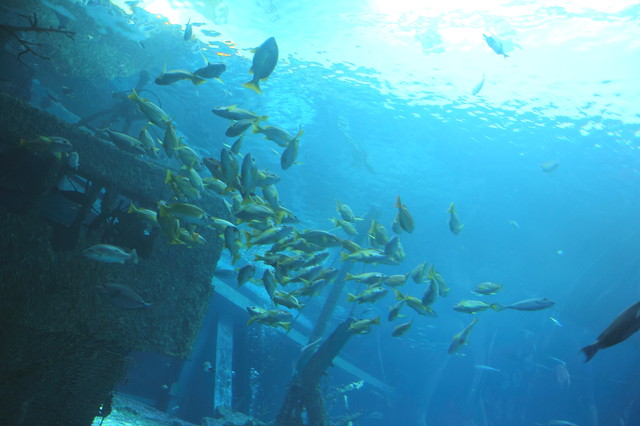 跟著 Mikey 一家去旅行 - 【 車城 】國立海洋生物博物館