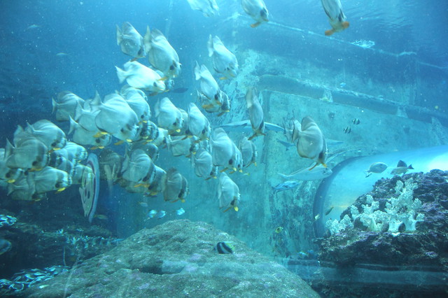 跟著 Mikey 一家去旅行 - 【 車城 】國立海洋生物博物館