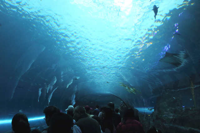 跟著 Mikey 一家去旅行 - 【 車城 】國立海洋生物博物館