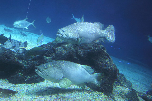 跟著 Mikey 一家去旅行 - 【 車城 】國立海洋生物博物館