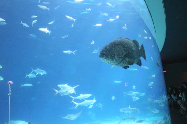 跟著 Mikey 一家去旅行 - 【 車城 】國立海洋生物博物館