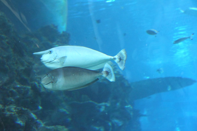 跟著 Mikey 一家去旅行 - 【 車城 】國立海洋生物博物館