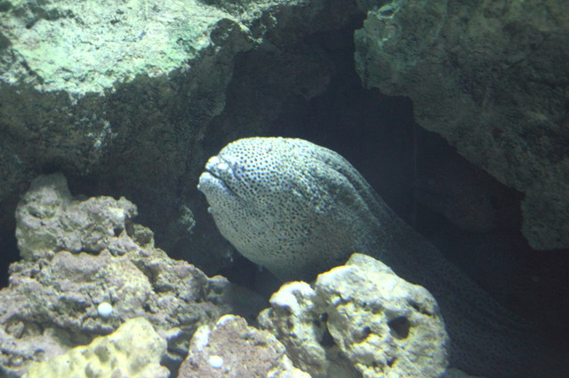 跟著 Mikey 一家去旅行 - 【 車城 】國立海洋生物博物館