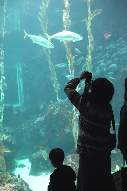 跟著 Mikey 一家去旅行 - 【 車城 】國立海洋生物博物館