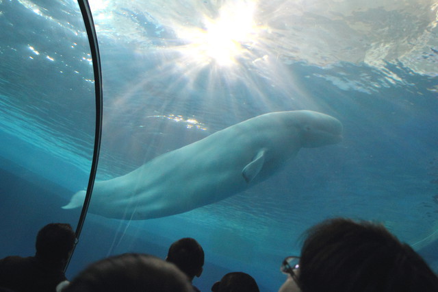 跟著 Mikey 一家去旅行 - 【 車城 】國立海洋生物博物館