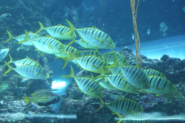 跟著 Mikey 一家去旅行 - 【 車城 】國立海洋生物博物館