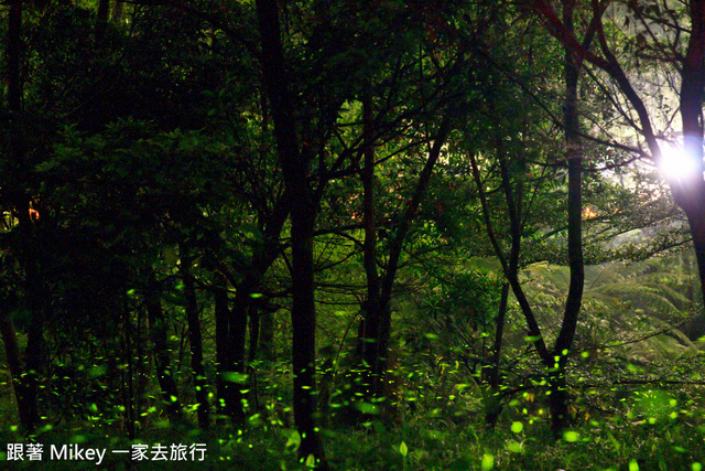 跟著 Mikey 一家去旅行 - 【 東勢 】仲夏夜之夢 - 螢光晚會