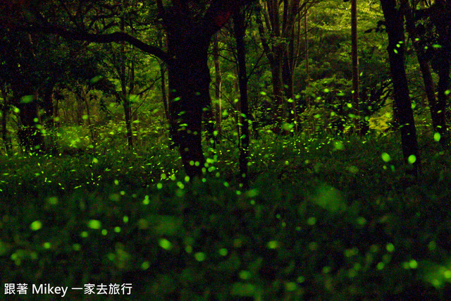 跟著 Mikey 一家去旅行 - 【 東勢 】仲夏夜之夢 - 螢光晚會