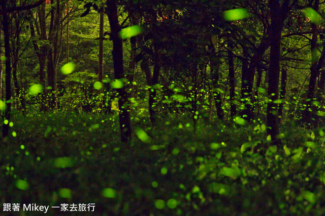 跟著 Mikey 一家去旅行 - 【 東勢 】仲夏夜之夢 - 螢光晚會