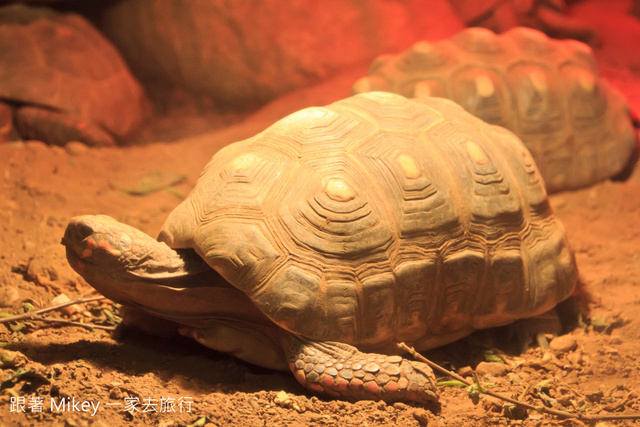 跟著 Mikey 一家去旅行 - 【 台北 】台北市立動物園