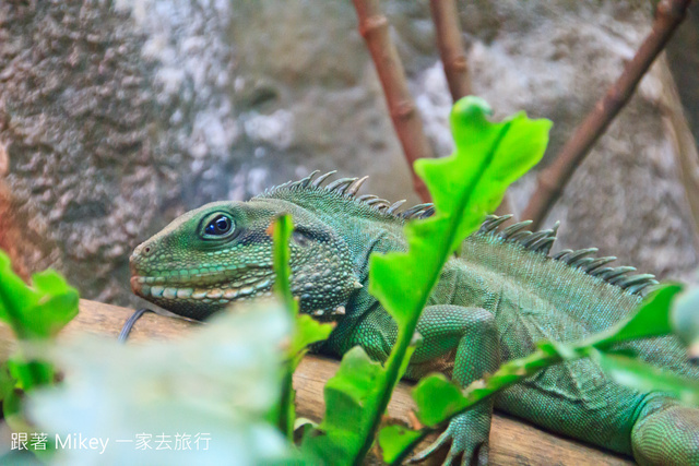 跟著 Mikey 一家去旅行 - 【 台北 】台北市立動物園