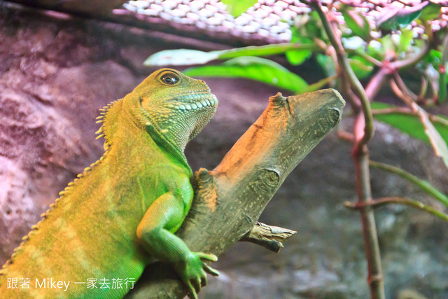 跟著 Mikey 一家去旅行 - 【 台北 】台北市立動物園