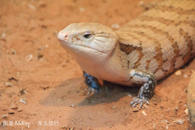 跟著 Mikey 一家去旅行 - 【 台北 】台北市立動物園