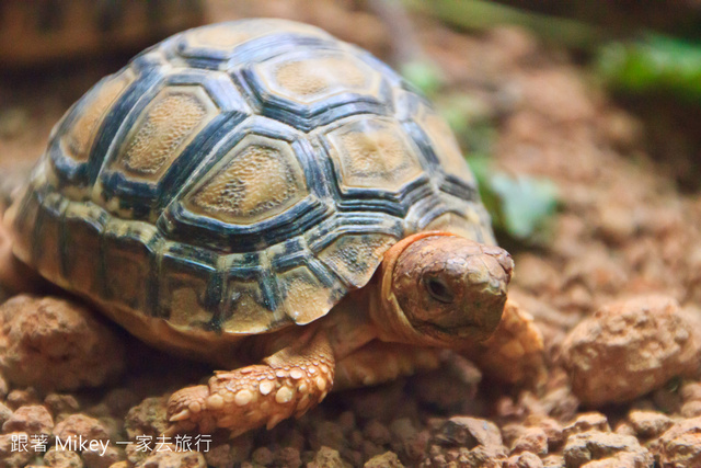 跟著 Mikey 一家去旅行 - 【 台北 】台北市立動物園