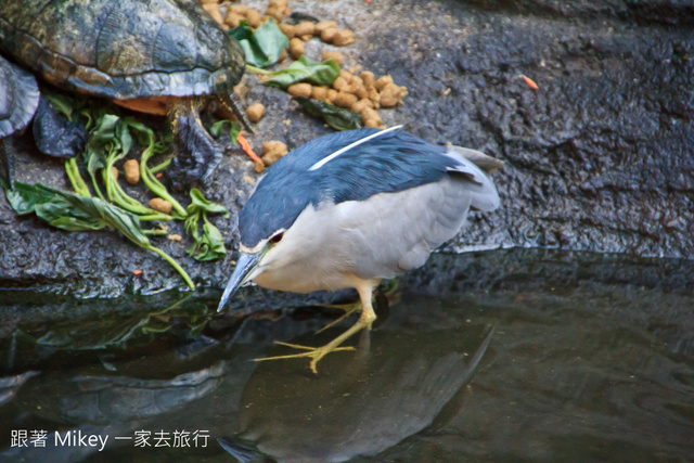 跟著 Mikey 一家去旅行 - 【 台北 】台北市立動物園