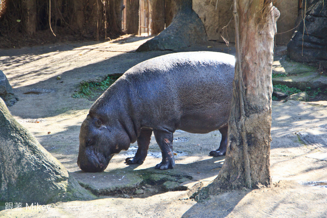 跟著 Mikey 一家去旅行 - 【 台北 】台北市立動物園