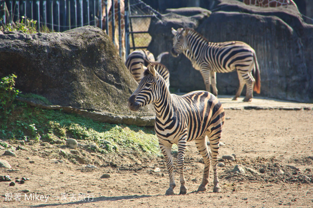 跟著 Mikey 一家去旅行 - 【 台北 】台北市立動物園