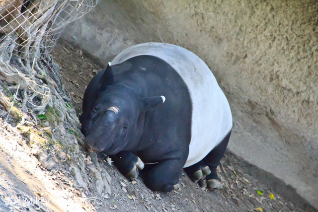 跟著 Mikey 一家去旅行 - 【 台北 】台北市立動物園