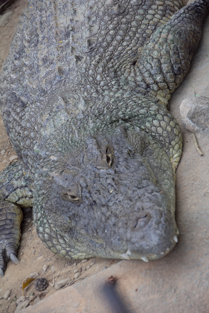 跟著 Mikey 一家去旅行 - 【 新竹 】市立動物園