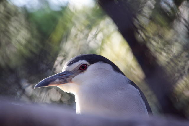 跟著 Mikey 一家去旅行 - 【 新竹 】市立動物園