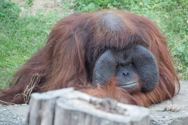 跟著 Mikey 一家去旅行 - 【 新竹 】市立動物園