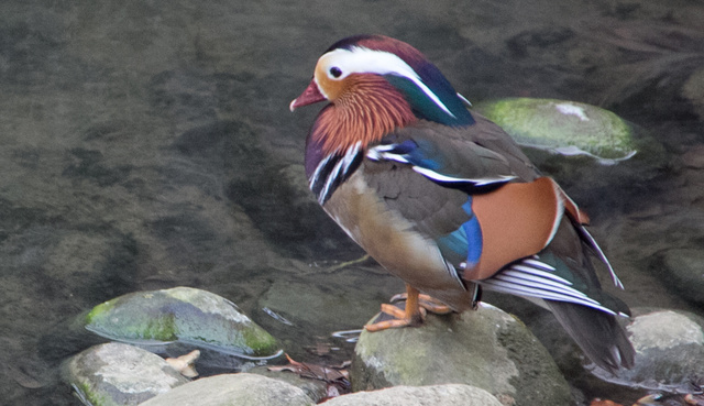 跟著 Mikey 一家去旅行 - 【 新竹 】市立動物園