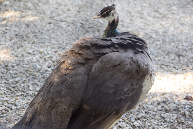 跟著 Mikey 一家去旅行 - 【 新竹 】市立動物園