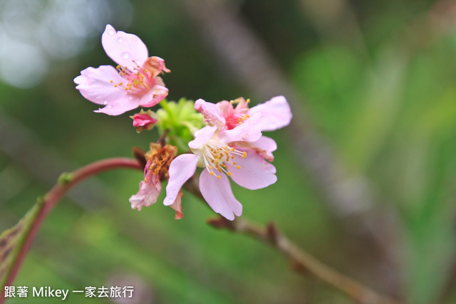 跟著 Mikey 一家去旅行 - 【 大湖 】慈夢柔渡假會館