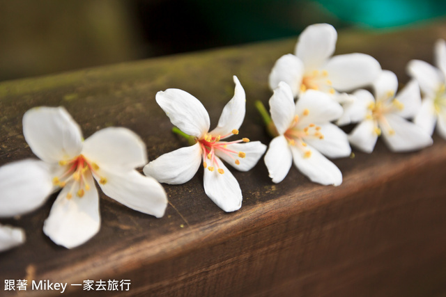 跟著 Mikey 一家去旅行 - 【 土城 】桐花公園 - 花見幸福