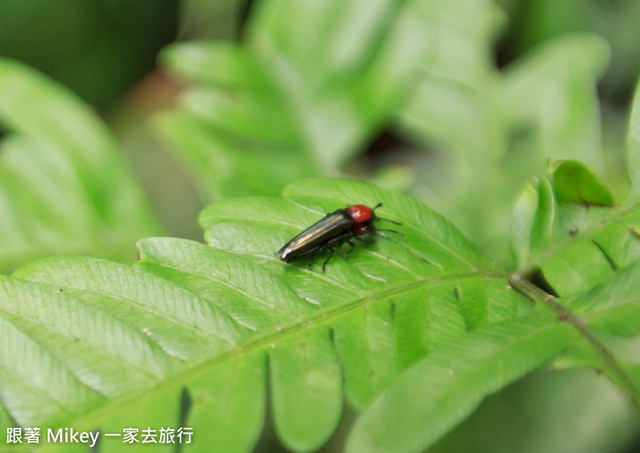 跟著 Mikey 一家去旅行 - 【 土城 】桐花公園 - 花見幸福