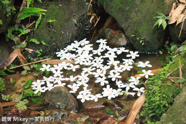 跟著 Mikey 一家去旅行 - 【 土城 】桐花公園 - 花見幸福