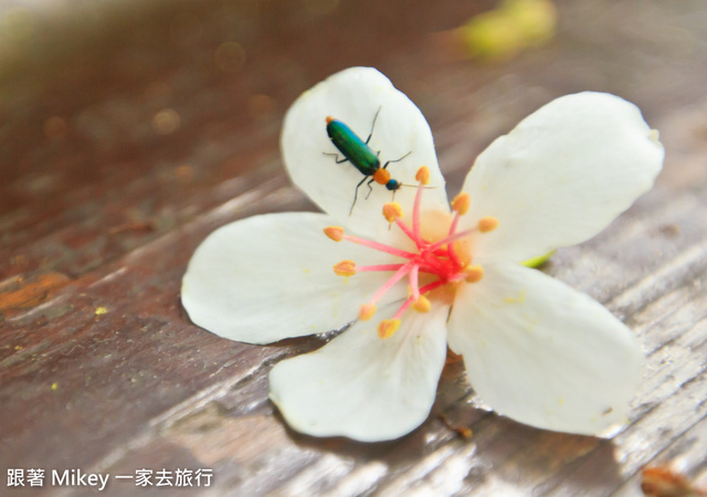 跟著 Mikey 一家去旅行 - 【 土城 】桐花公園 - 花見幸福