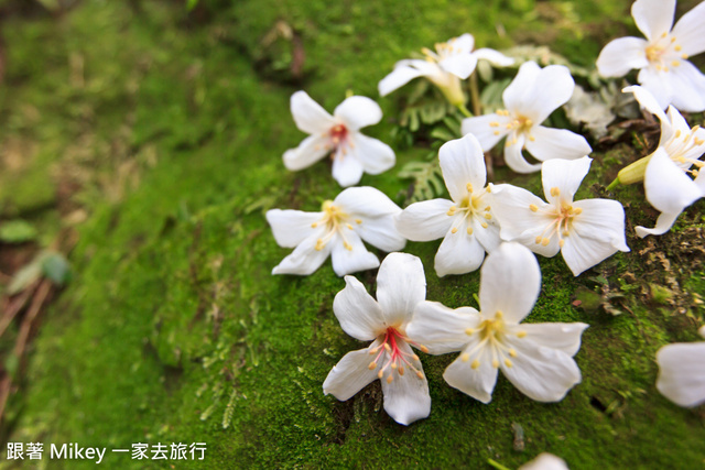 跟著 Mikey 一家去旅行 - 【 土城 】桐花公園 - 花見幸福