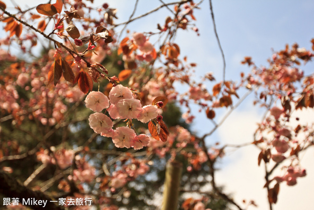 跟著 Mikey 一家去旅行 - 【 嘉義 】阿里山賓館 - 櫻王區篇