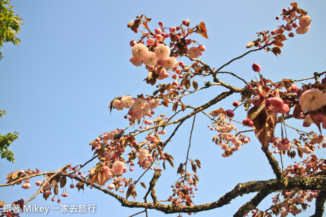 跟著 Mikey 一家去旅行 - 【 嘉義 】阿里山賓館 - 櫻王區篇