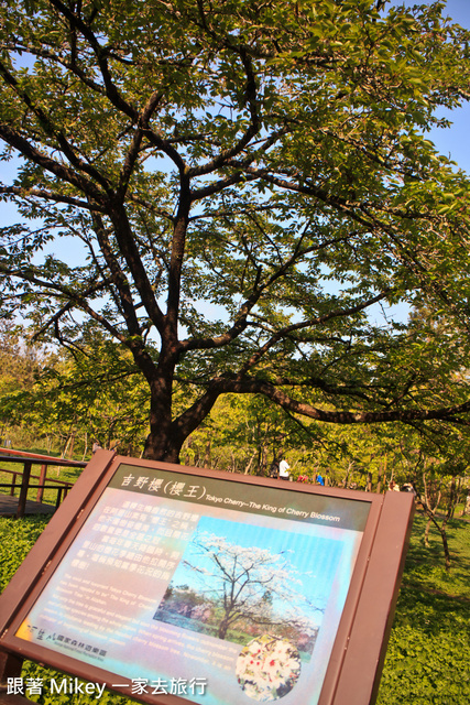 跟著 Mikey 一家去旅行 - 【 嘉義 】阿里山賓館 - 櫻王區篇