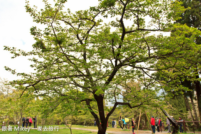 跟著 Mikey 一家去旅行 - 【 嘉義 】阿里山賓館 - 櫻王區篇