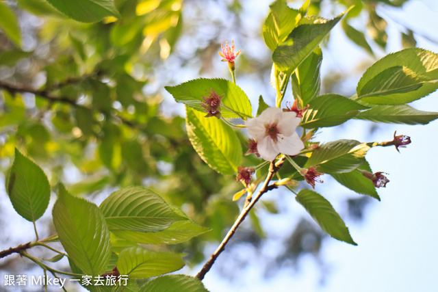 跟著 Mikey 一家去旅行 - 【 嘉義 】阿里山賓館 - 櫻王區篇