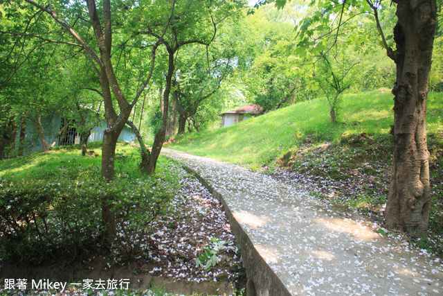 跟著 Mikey 一家去旅行 - 【 東勢 】東勢林場 Day 2