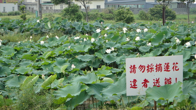 跟著 Mikey 一家去旅行 - 【 觀音 】2012 桃園蓮花季