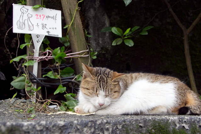 跟著 Mikey 一家去旅行 - 【 瑞芳 】猴硐貓村