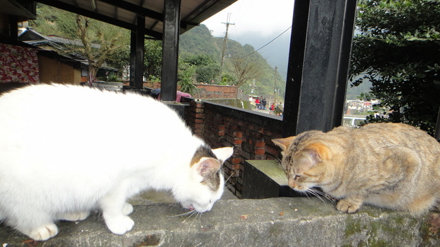 跟著 Mikey 一家去旅行 - 【 瑞芳 】猴硐貓村