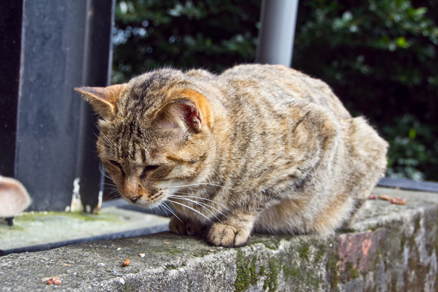 跟著 Mikey 一家去旅行 - 【 瑞芳 】猴硐貓村