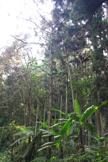 跟著 Mikey 一家去旅行 - 【 南投 】溪頭森林遊樂區