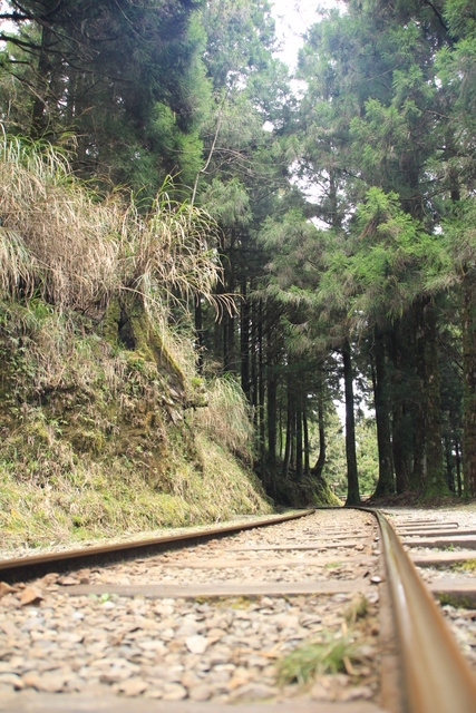 跟著 Mikey 一家去旅行 - 【 宜蘭 】太平山森林遊樂區